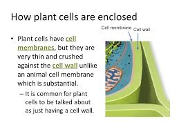 Cells like intestinal cells, that need to exchange a lot of material with their surroundings may increase their surface area by having many long, thin mature plant cells contain a large _ enclosed by a membrane called a tonoplast. 12d The Student Is Expected To Differentiate Between Structure And Function In Plant And Animal Cell Organelles Including Cell Membrane Cell Wall Nucleus Ppt Download