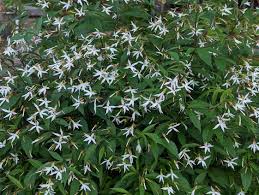 Image result for Hypoxis bampsiana