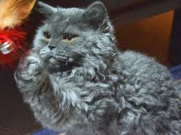 Beautiful Curly Haired Cat Breeds In The World Cat Breeds Cat Breeding Fluffy Cat Breeds Grey Cat Breeds Curly Ha Curly Cat Grey Cat Breeds Devon Rex Cats