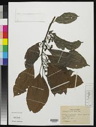 Image result for Macaranga schweinfurthii