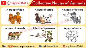 Englishan 100 Examples Of Collective Nouns List Pdf Facebook