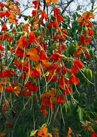 Image result for Malvaceae: Byttnerioideae, Helicteroideae