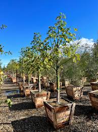 Image result for Brachychiton discolor