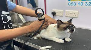 Maybe you would like to learn more about one of these? All About Pet Grooming In Abu Dhabi Reviewae