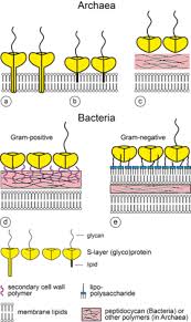 The cell walls of gram positive bacteria are composed predominantly of peptidoglycan. S Layer Wikipedia