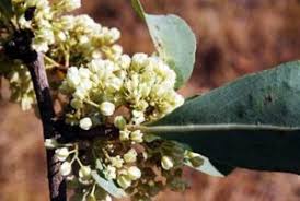 Image result for Megalochlamys revoluta