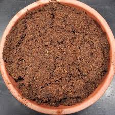 Image result for Euphorbia dolichoceras