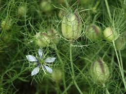 Растение nigella sativa (чернушка посевная) из северной африки и западной азии может быть полезно при лечении коронавируса, пишет журнал clinical and experimental pharmacology and. Ekzotichnaya Nigella Ona Zhe Prostushka Chernushka