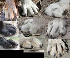 Http Texx Wolf Tails Webs Com Dsc02788 Jpg Wolf Paw Wolf Dog Canine Drawing
