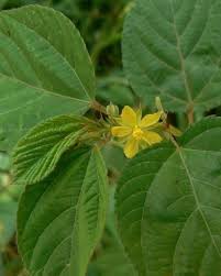 Image result for Kotschya ochreata