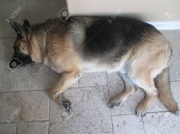 Another reason your german shepherd could be sleeping more than usual is that it is getting older. A Fat German Shepherd Sleeping Stock Photo Picture And Royalty Free Image Image 55020130