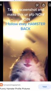 Free hamster picture for tiktok. Shdvebgsneb Hashtag Videos On Tiktok