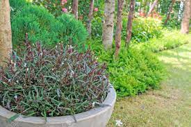 Dragon S Tongue Plant In A Pot In A Home Garden Stock Photo Picture And Royalty Free Image Image 79876877