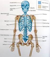 Pin By Larizza Pelozo On Estudio Axial Skeleton Human Organ Diagram Anatomy Bones