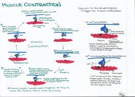 Muscle Contraction Study Biology Study Guide Physiology
