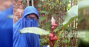 Maybe you would like to learn more about one of these? Pohon Pisang Unik Tumbuh Di Halaman Rumah Warga Kalapanunggal Sukabumi