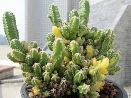 New addition to my patio. Acanthocereus Tetragonus Fairy Castle F Variegata World Of Succulents