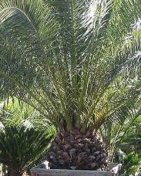 Ein altenpfleger muss stark sein für die schwachen, zu denen die meisten von uns selbst einmal gehören werden. Phoenix Canariensis Pflege Der Palme Pflanzenfreunde Com