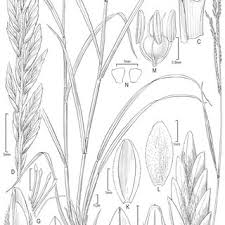 Image result for Brachychloa schiemanniana