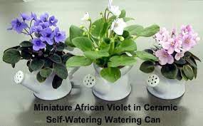 African Violet Stuff African Violets Violet Tiny Plants