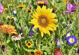Offers.com is supported by savers like you. Easy To Grow Plants For First Time Gardeners Mental Floss