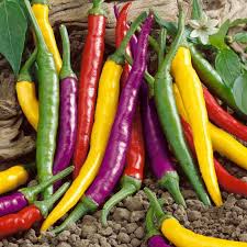 Hungarian yellow hot wax or hot banana pepper seeds. Cayenne Blend Organic Pepper Seeds Park Seed