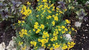 Maybe you would like to learn more about one of these? Yellow Flowers For Central Texas Lisa S Landscape Design