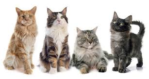 Maine Coon Colour Chart List Of 15 Different Colors Of A