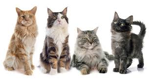 maine coon colour chart list of 15 different colors of a