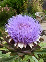 We did not find results for: Artichoke Opera Buy Online At Annie S Annuals