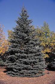 Check spelling or type a new query. Blue Spruce Wikipedia