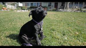 We have 3 black/brown staffordshire bull terrier pups available to leave on 4th january. Lily The Staffordshire Bull Terrier Puppy Youtube