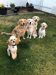 We did not find results for: Golden Acres Miniature Medium Goldendoodle Puppies Spokane Washington