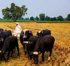Image result for village of pAKISTANI lifestyle way of living