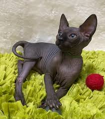 She was the most affectionate cat i've ever known. Sphynx Kittens Tica Registered Sphynx Breeder Va