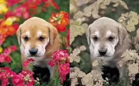 They're absolutely not color blind. How Do Animals See Colors How Is Their Vision Different From Humans Quora
