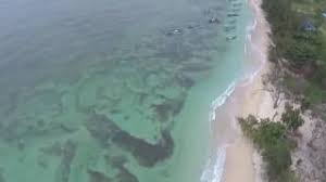 Apakah kaur dan krui ini saudara kembar? Pantai Laguna