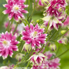 Black barlow columbine aquilegia vulgaris 'black barlow' buy black barlow columbine online. Columbine Nora Barlow Seeds Aquilegia Vulgaris Fl Pl 350 Seeds Garden Seeds Market Free Shipping