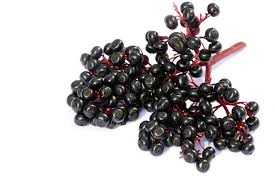 We did not find results for: Elderberry Health Benefits Uses And Risks