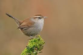 Birds Native To Georgia Usa Image Result For Bewick S Wren Birds Wren Bird Watcher