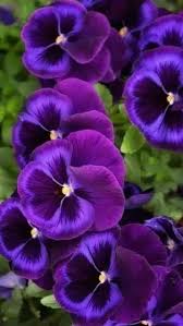 Gorgeous Rich Violet Purple Pansies Purple Flowers Wallpaper Pansies Flowers Purple Flowers Garden