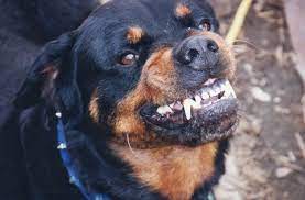Day Old Baby Mauled To Death By Family S Pet Rottweiler Who Then Tried To Bury Tot In Garden After Mum Left Him Alone