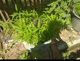 Hal ini tentu tak lepas dari tingginya permintaan pasar akan belut yang dinilai kaya nutrisi untuk kesehatan. Cara Budidaya Ikan Dalam Ember Infoakuakultur Com