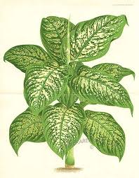 Leopard Lily Deiffenbachia Magnifica Botanical Illustration Vintage Botanical Drawings Vintage Botanical Prints