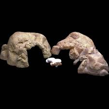 Image result for Exotheca