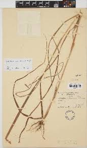 Image result for Hyparrhenia anamesa