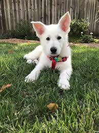 We did not find results for: Pictures Of White German Shepherd Puppies Cheap Buy Online