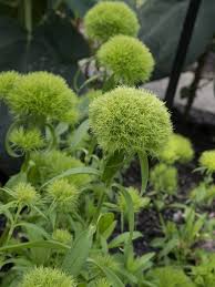 Reaching upwards of 6 feet, goats beard provides a thick green canvas for home gardeners to paint in front of with ornamentals perennials. How To Grow Dianthus Pinks Sweet William Carnations Garden Design