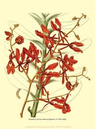 Image result for Tridactyle bicaudata