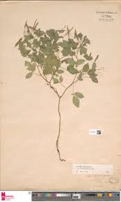 Image result for Cleome aculeata